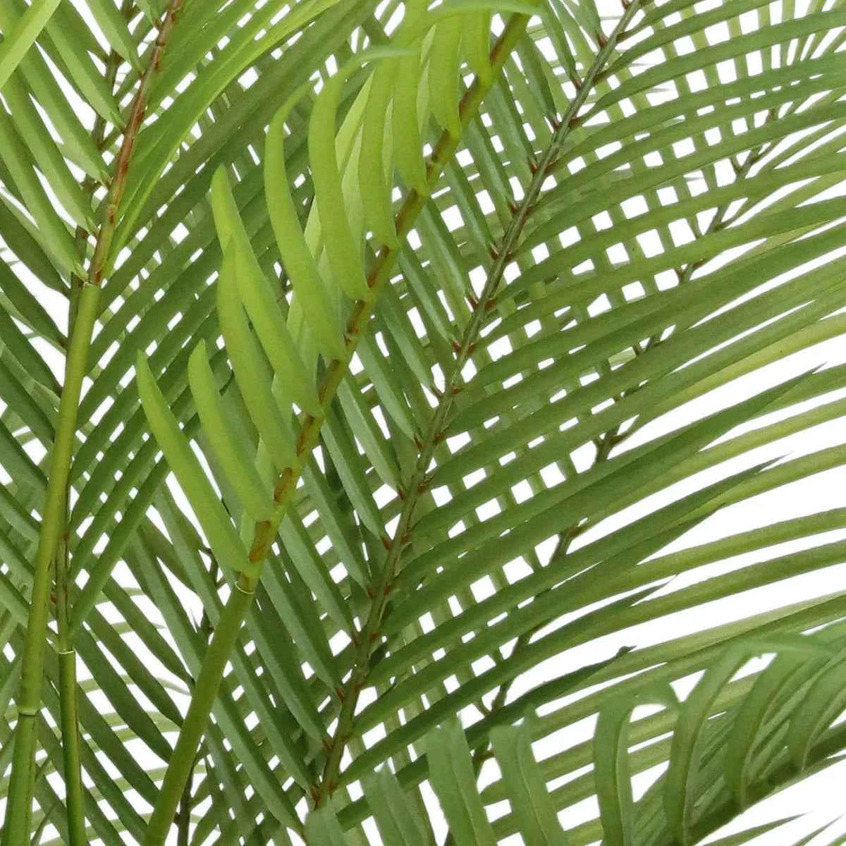 Faux Palm Tree – 2.0 m (6.5 ft.) Tall Artificial Indoor Plant with Planter